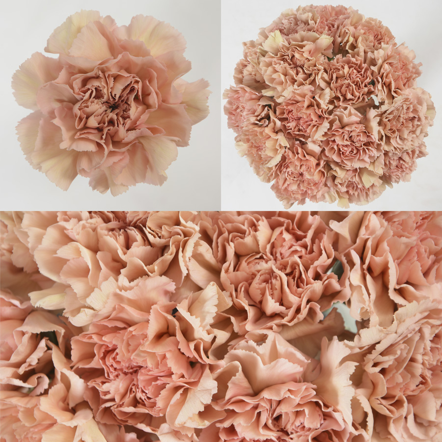 Caramel Premium Flowers