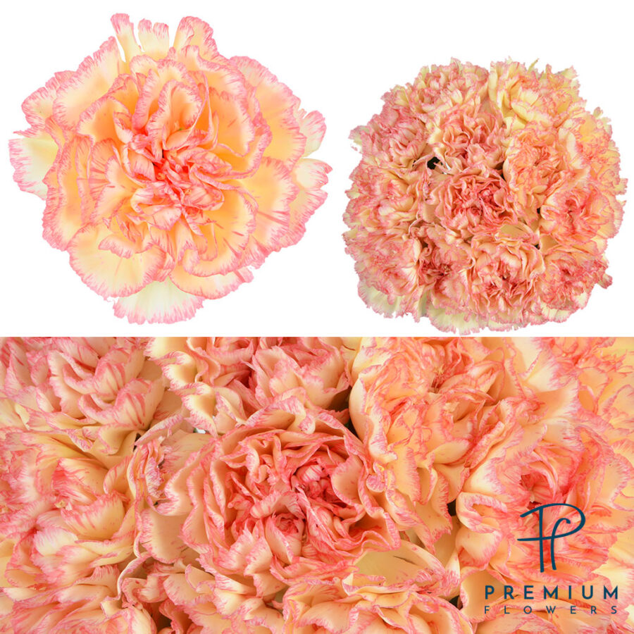 Alibaba Premium Flowers
