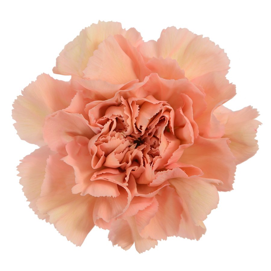 Caramel Premium Flowers