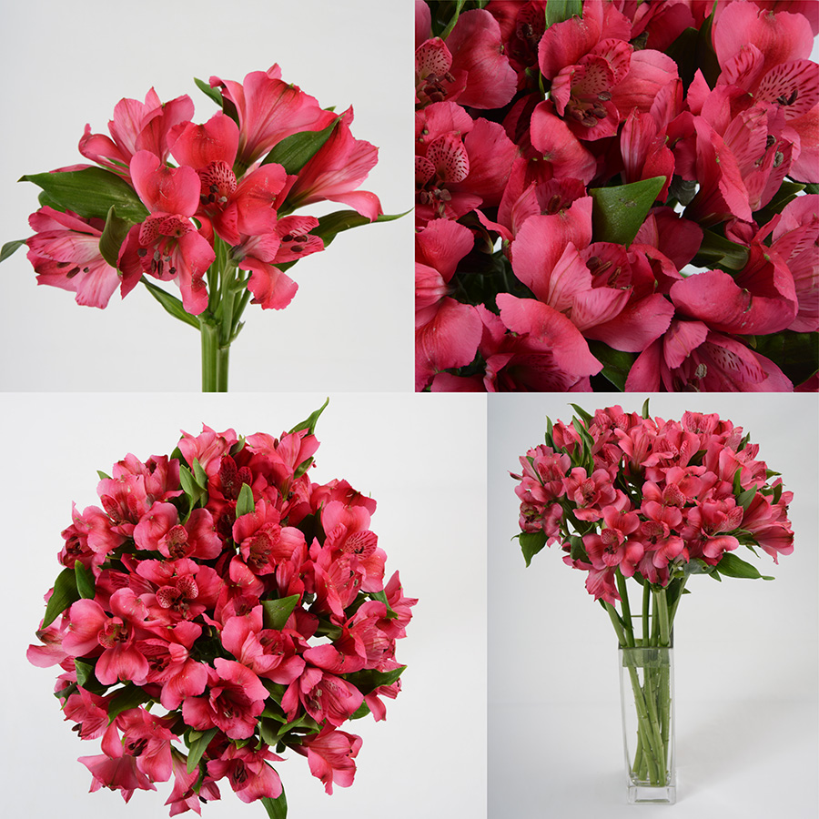 Rome Premium Flowers