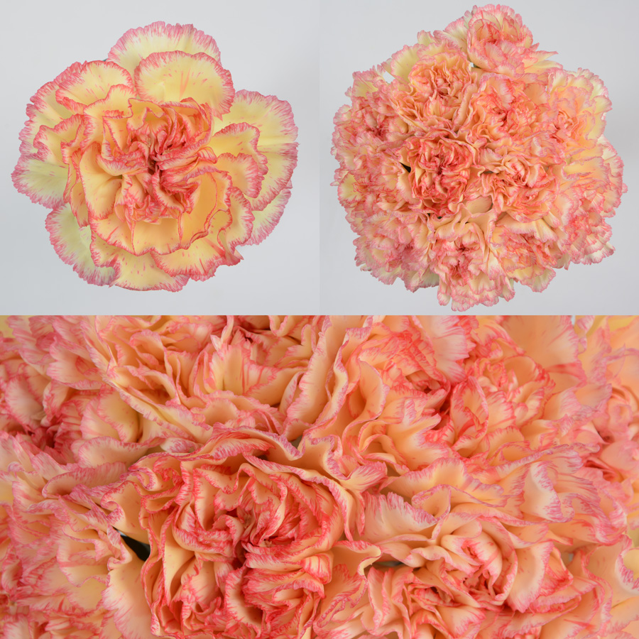 Komachi Fiesta Premium Flowers