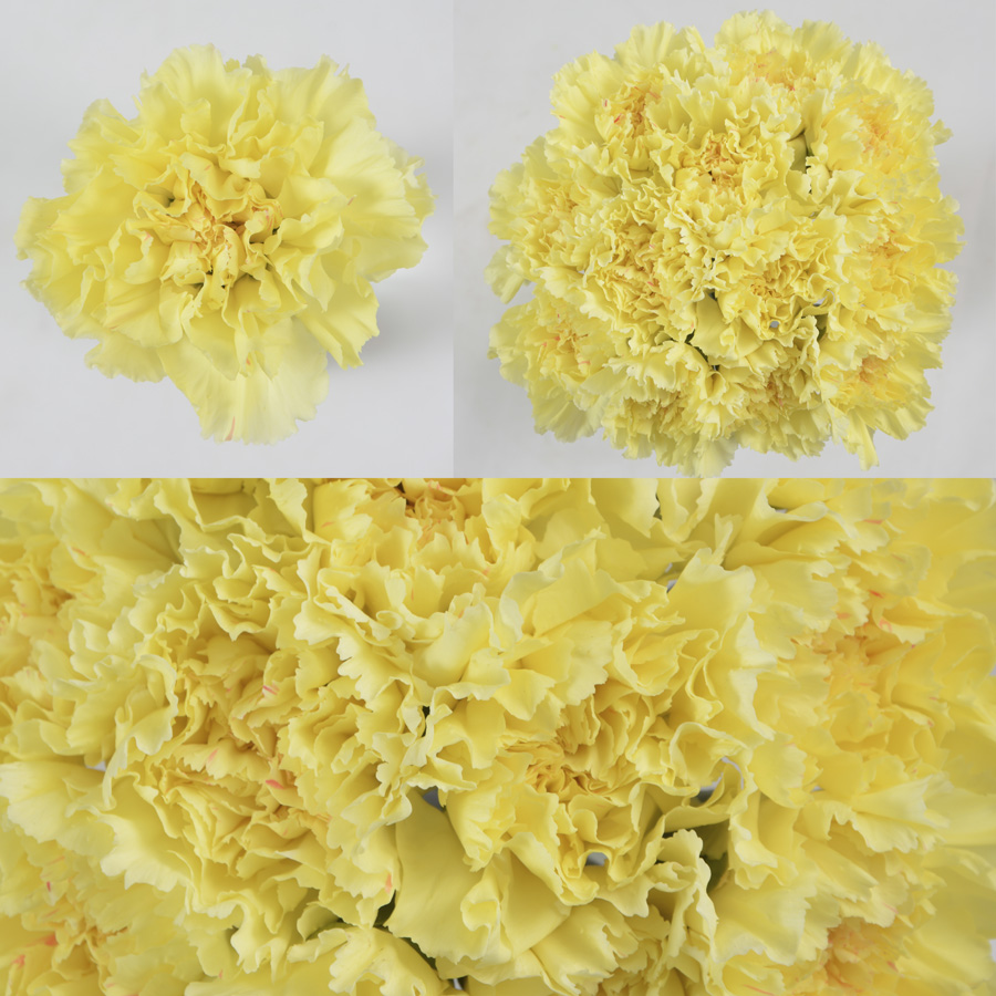 Hermes Premium Flowers