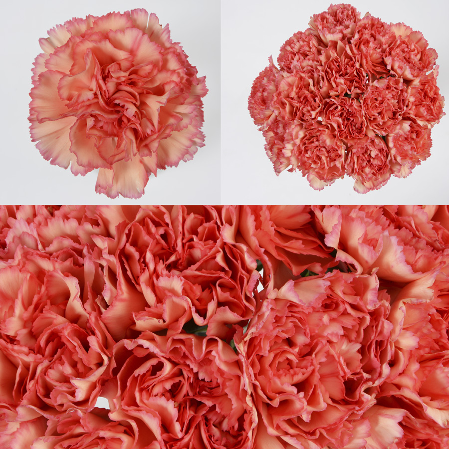 Vicky Premium Flowers