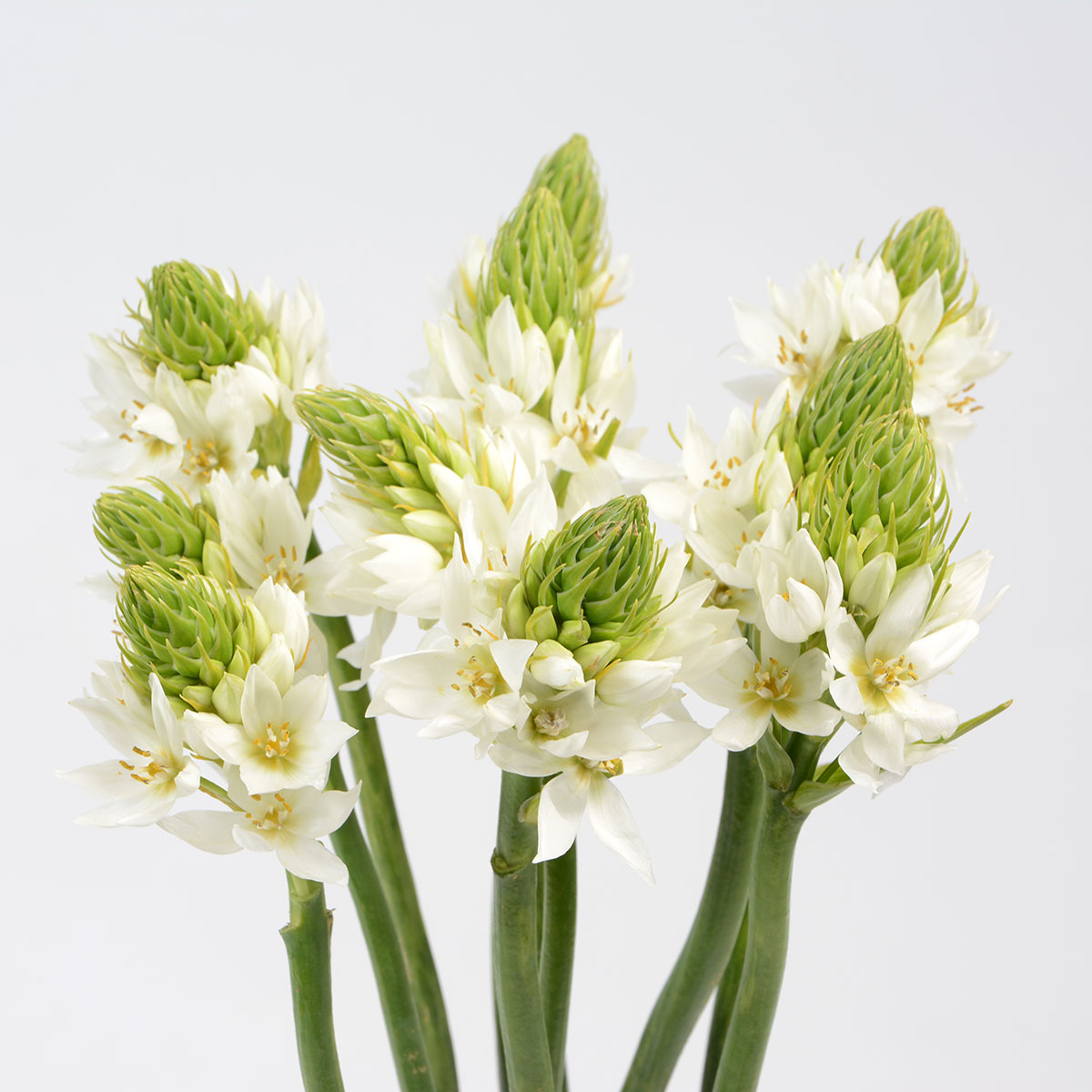 Star of Belen Premium Flowers