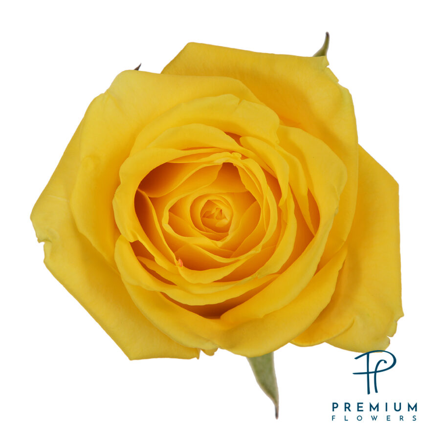 High & Exotic Premium Flowers