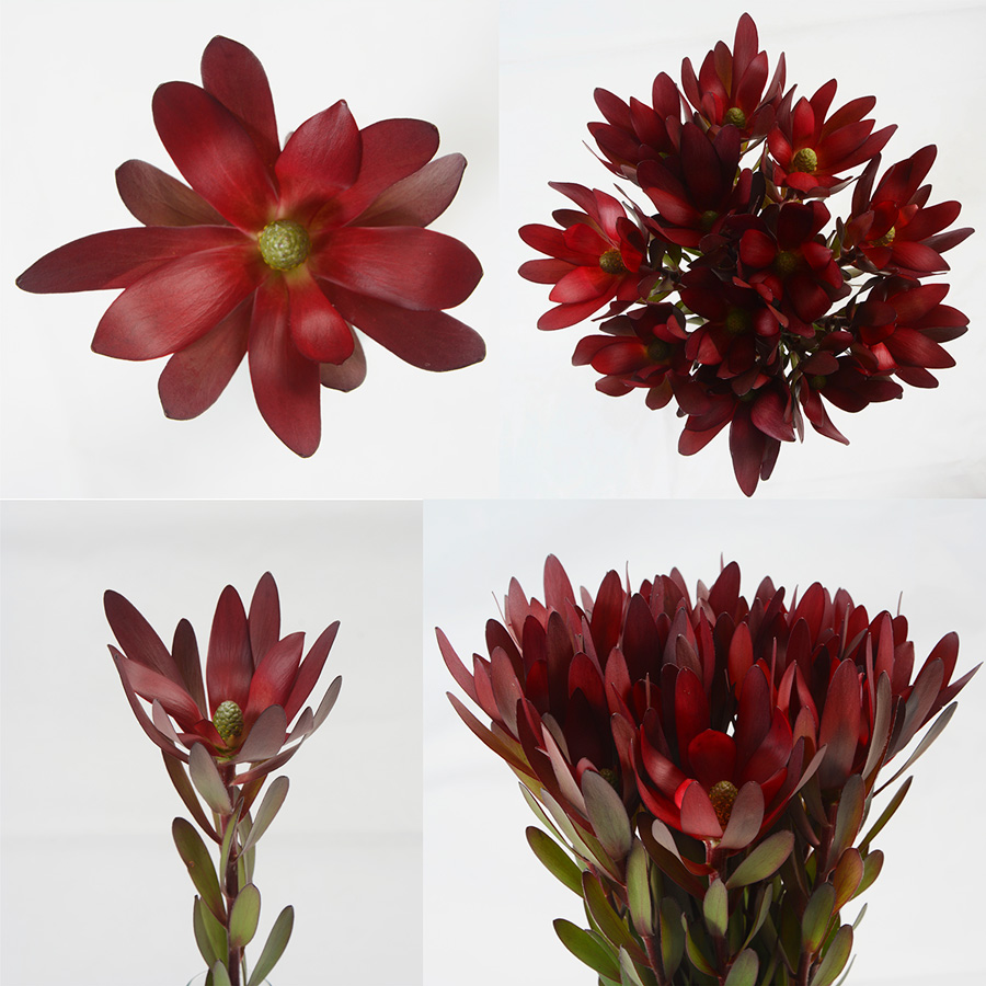 Leucadendron Safari Sunset Premium Flowers