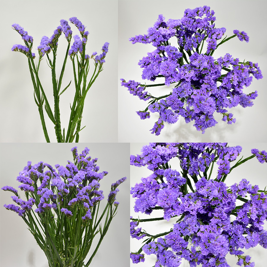 Purple Statice Premium Flowers