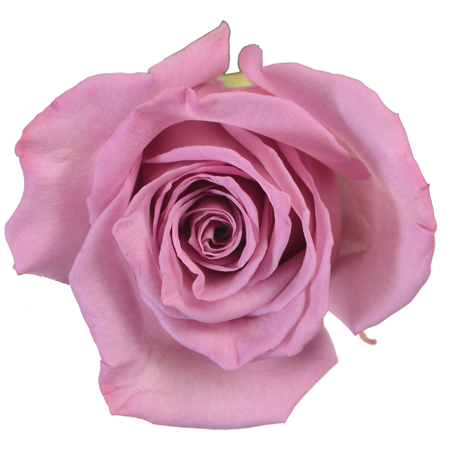 Moody Blues Premium Flowers