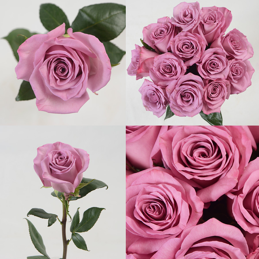 Moody Blues Premium Flowers