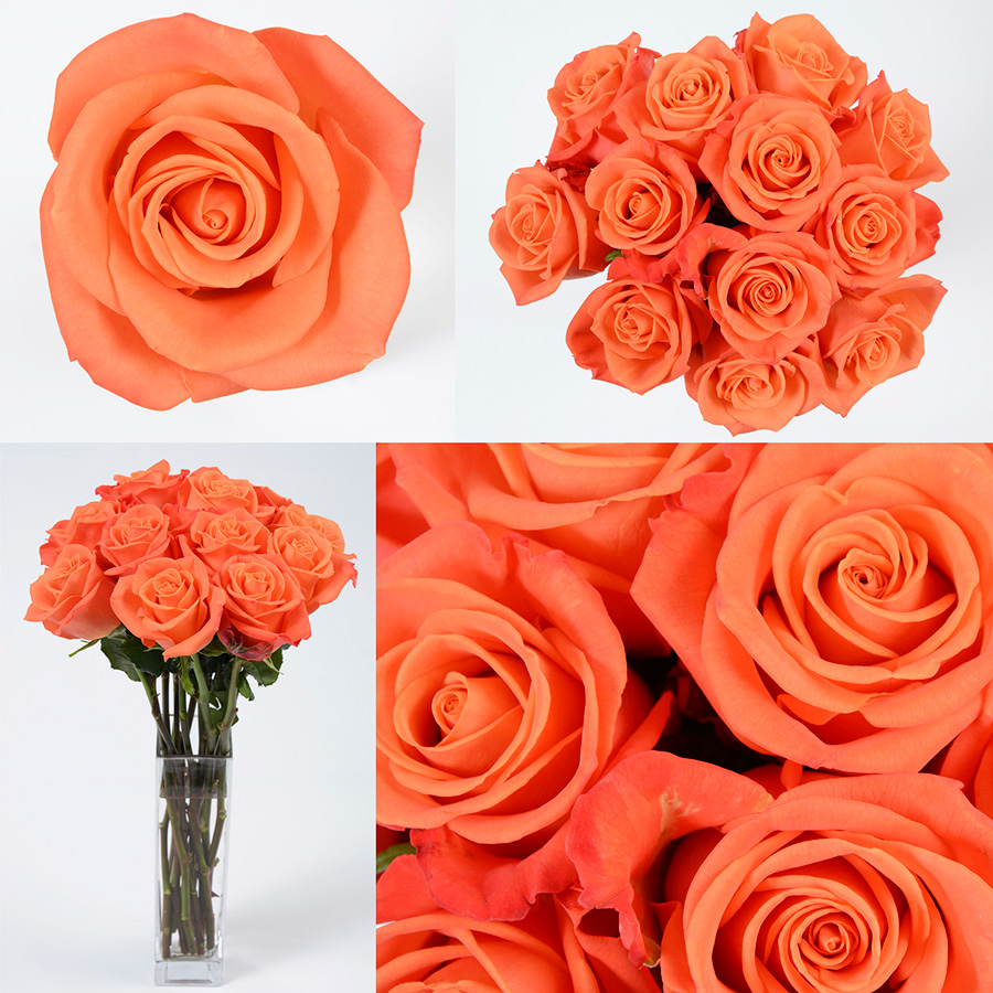 Orange Crush Premium Flowers