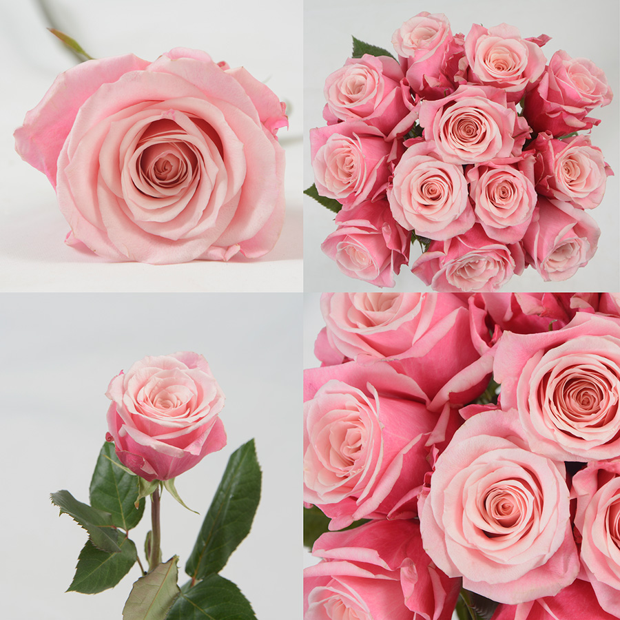 Panama Premium Flowers