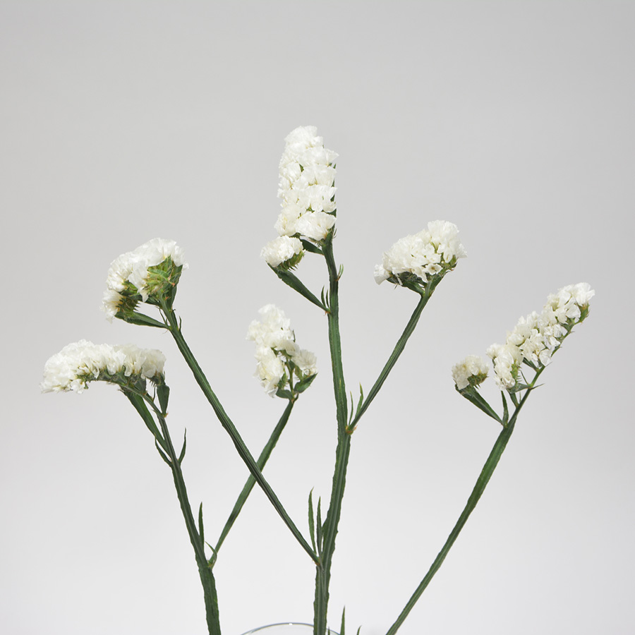 White Statice Premium Flowers