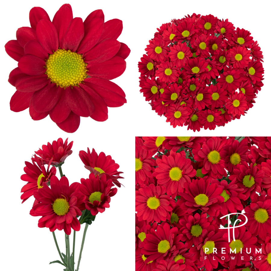 Valentino Premium Flowers