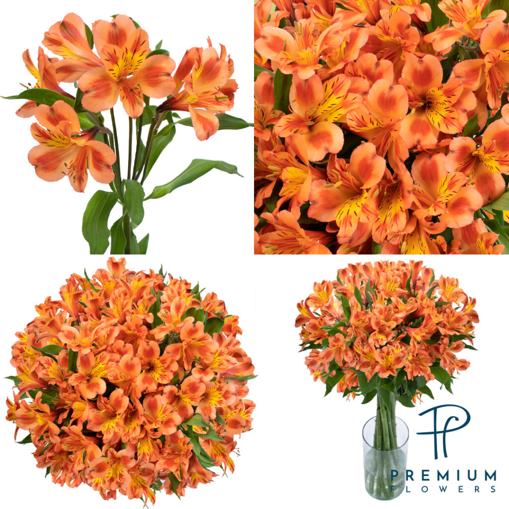 Orange Queen Premium Flowers
