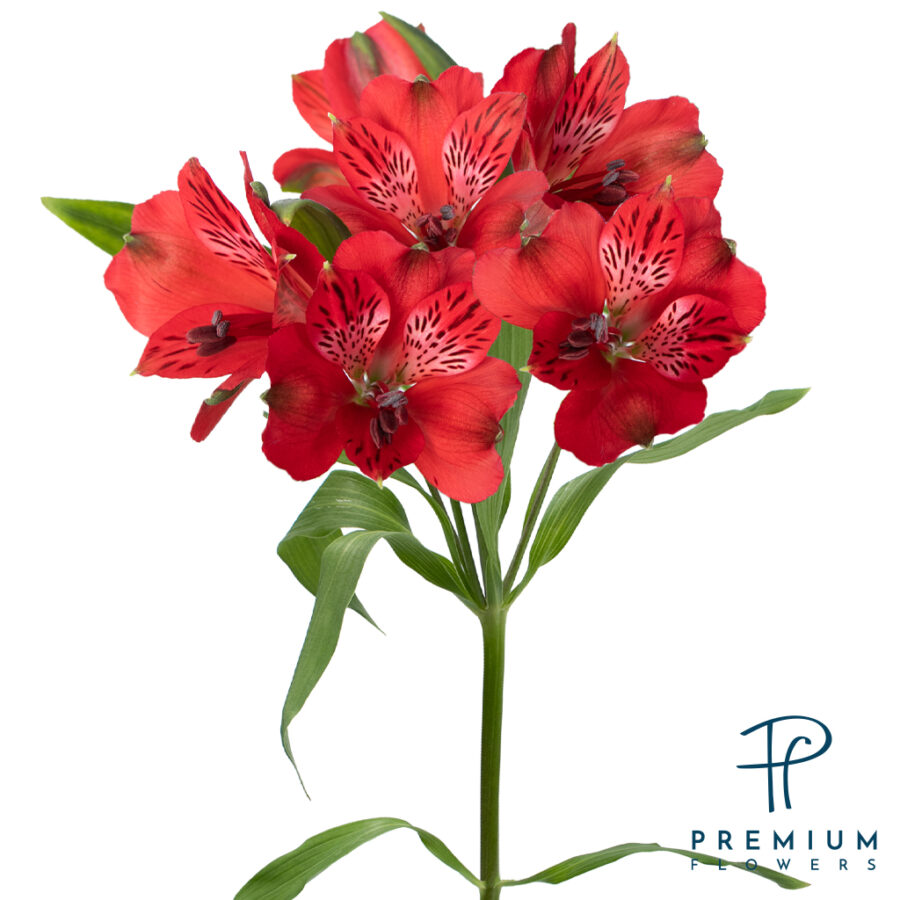 Romance Premium Flowers